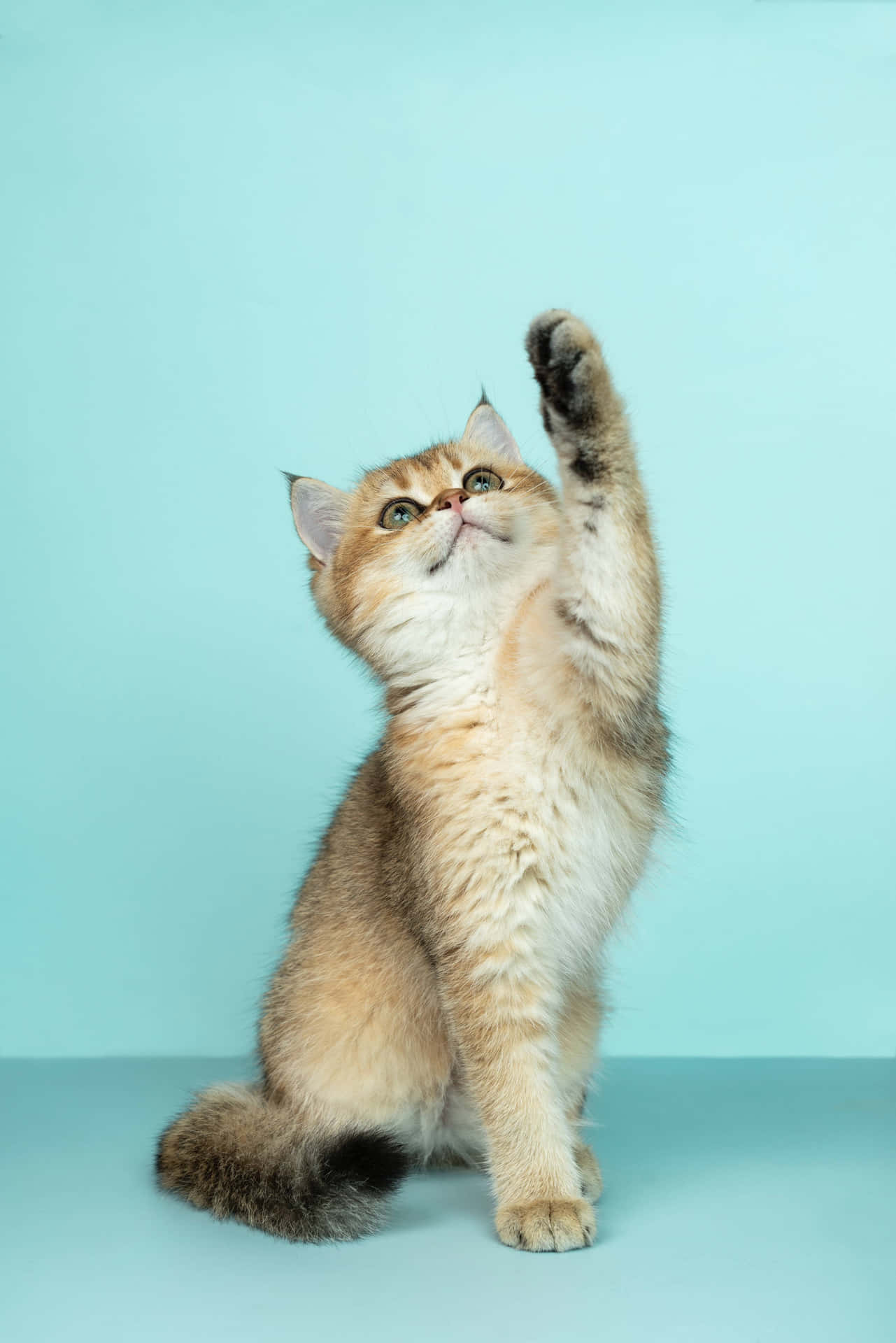 "Playful Paws Up - Adorable Kitten Display Picture" Wallpaper