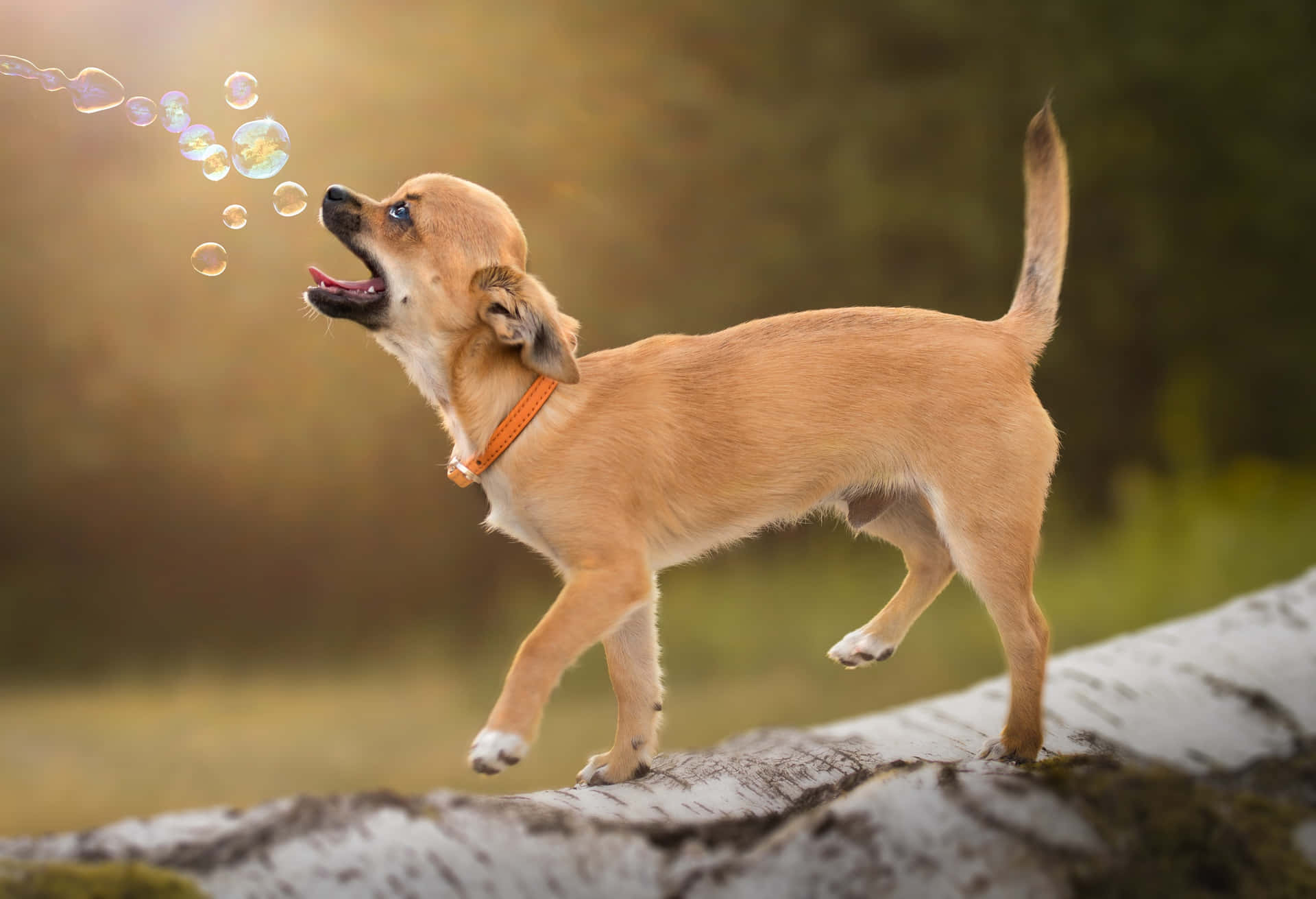 Pawn Coated Chihuahua Dog Playing With Bubbles Wallpaper