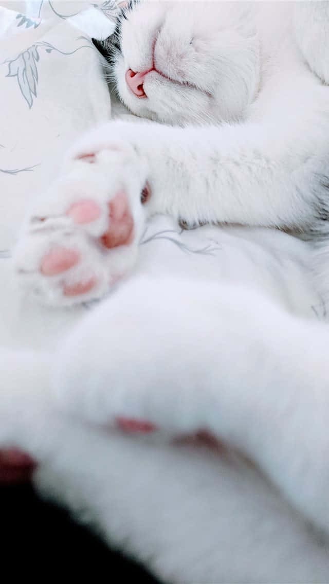 Two cats laying side-by-side, happy and content in each other’s company.