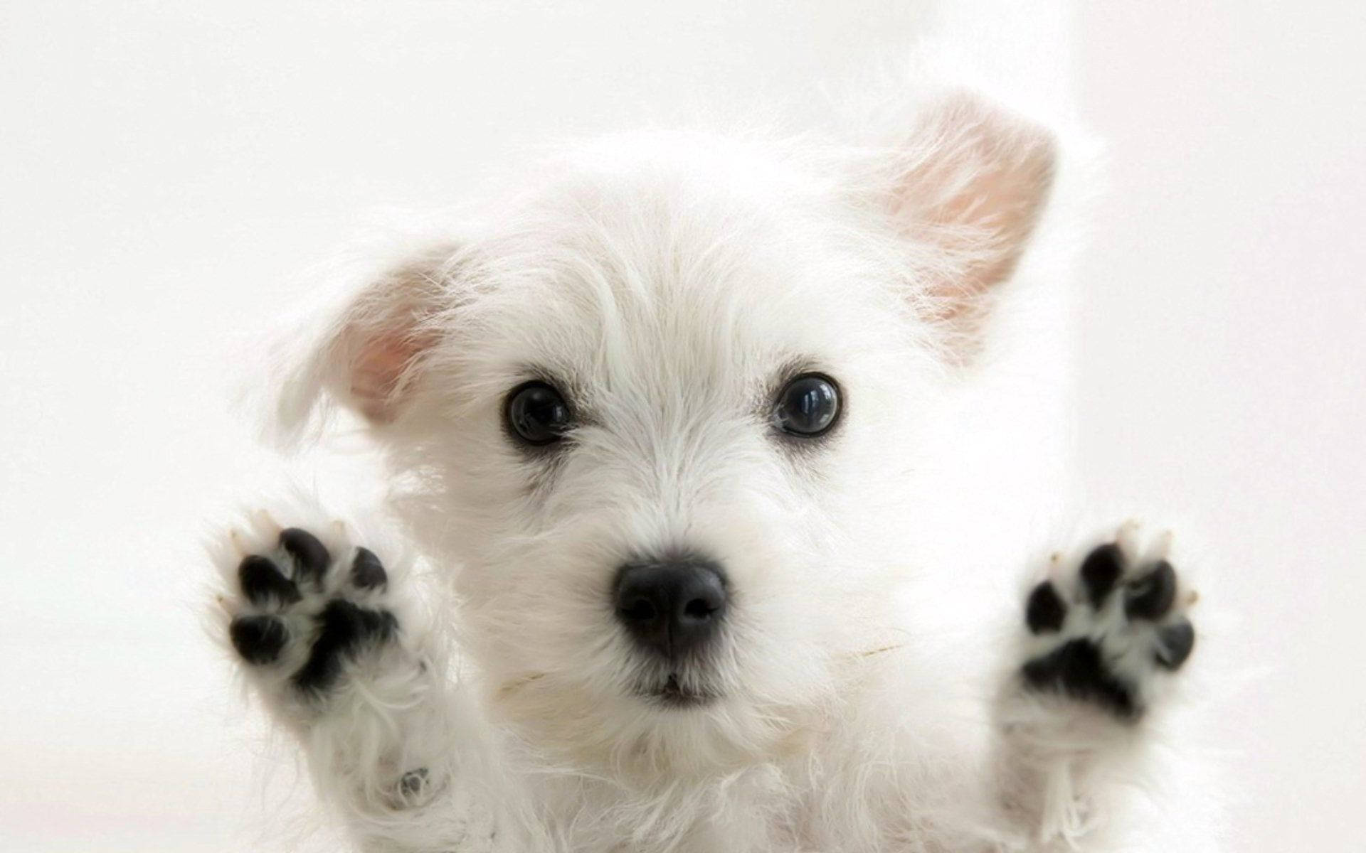 Cute white Westie dog puppy with paws out wallpaper