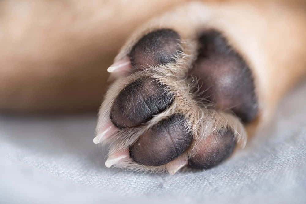 Soft paws of a playful pup