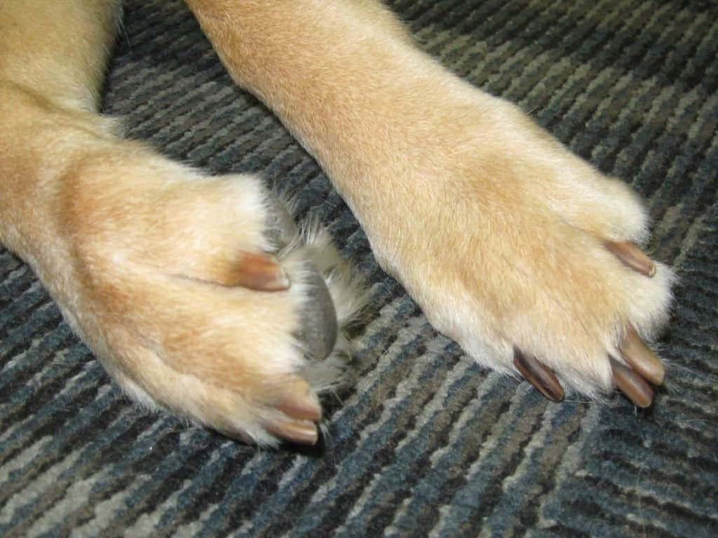 A Dog's Paws With Nails On The Floor