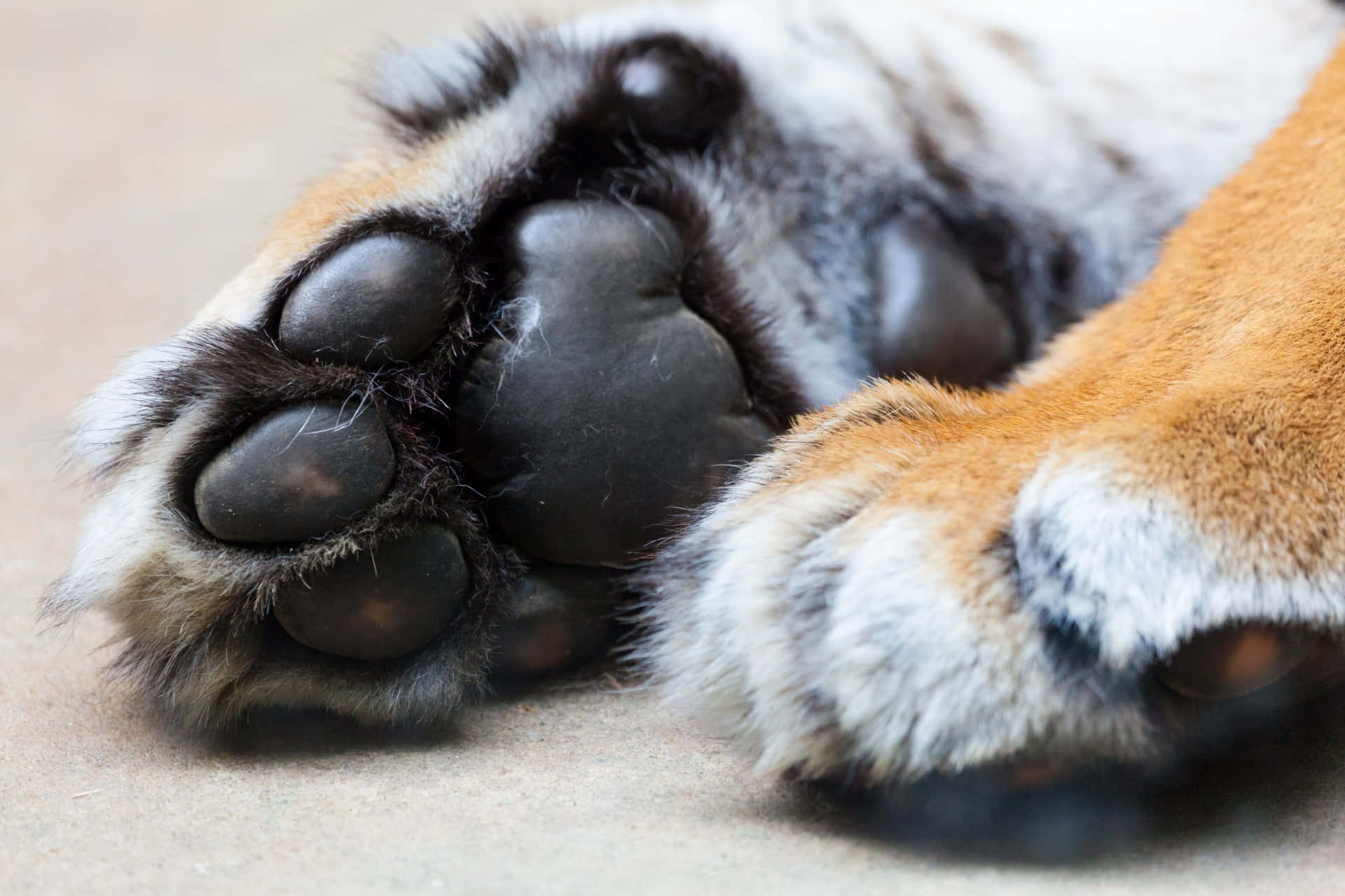 A Tiger Paw
