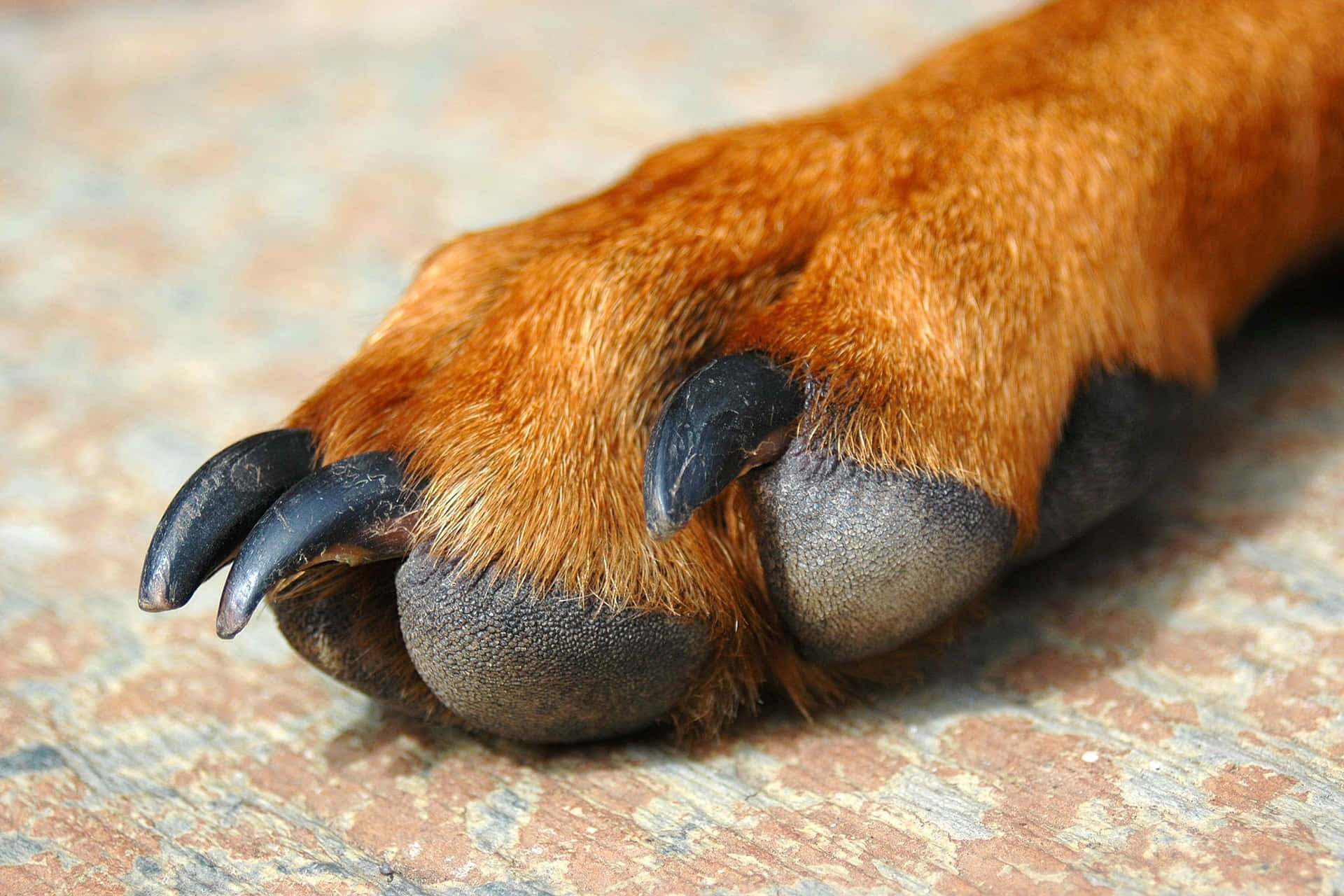 A Dog's Paw