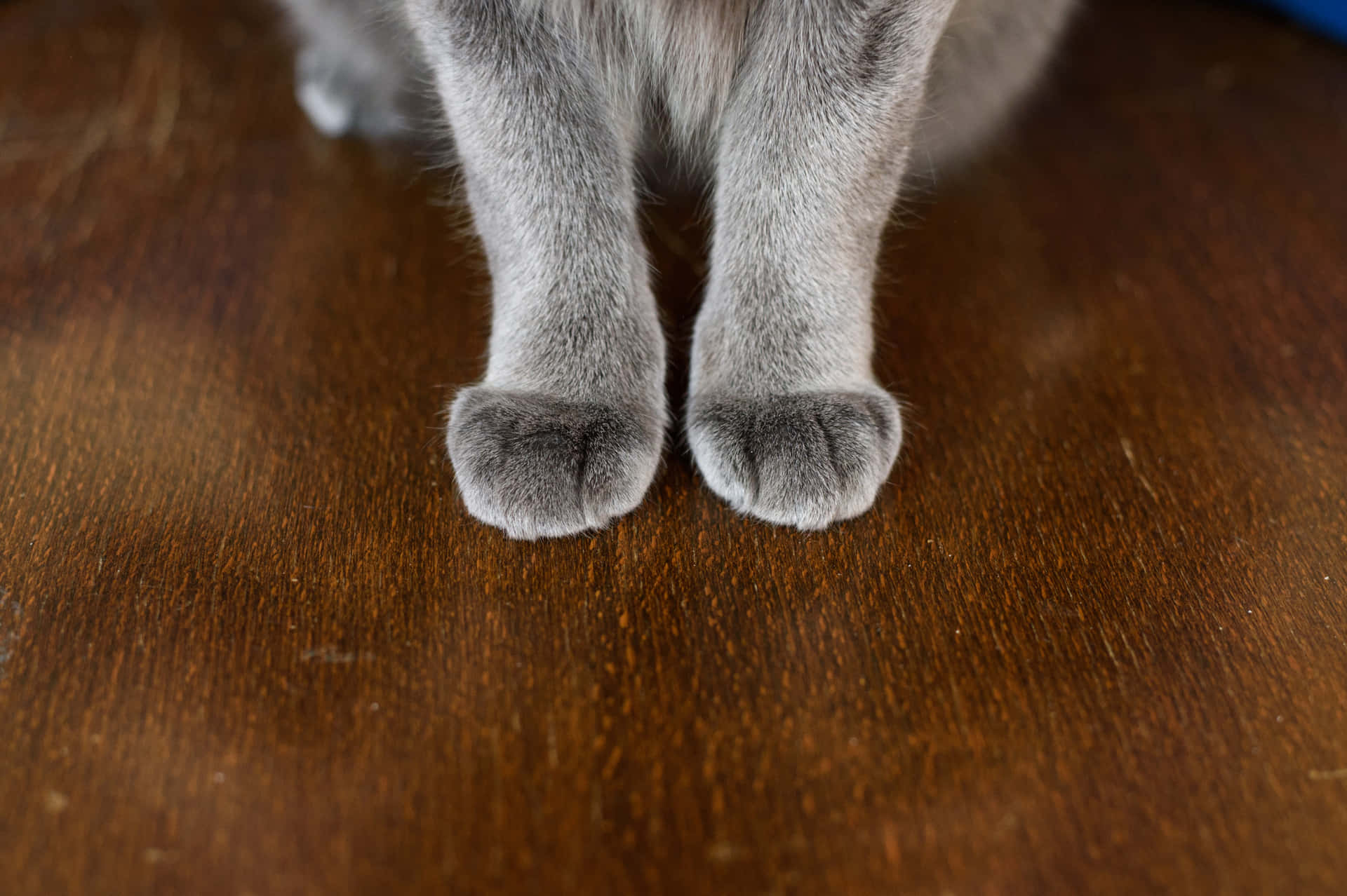 A Close-Up of a Cute Paws
