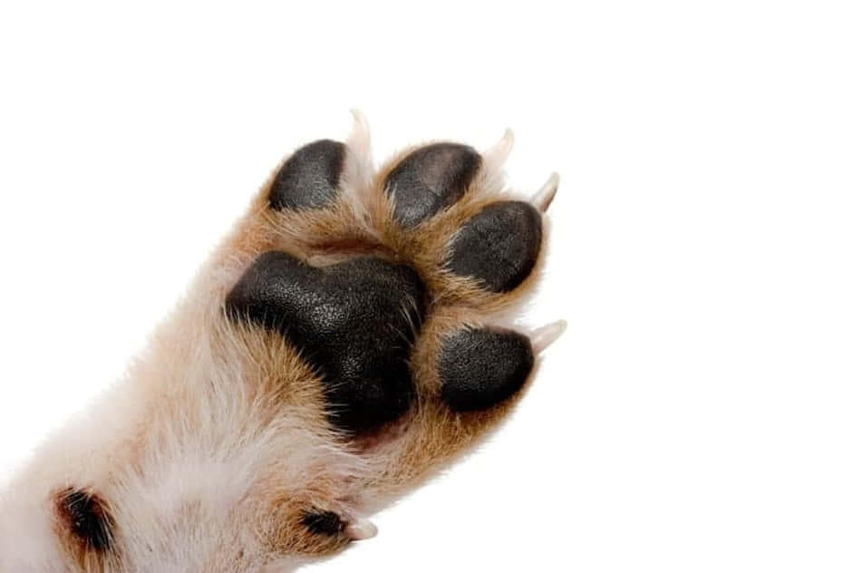 A Dog Paw With Black And White Paws