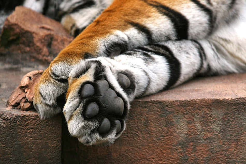 A Tiger Paw Resting On A Rock