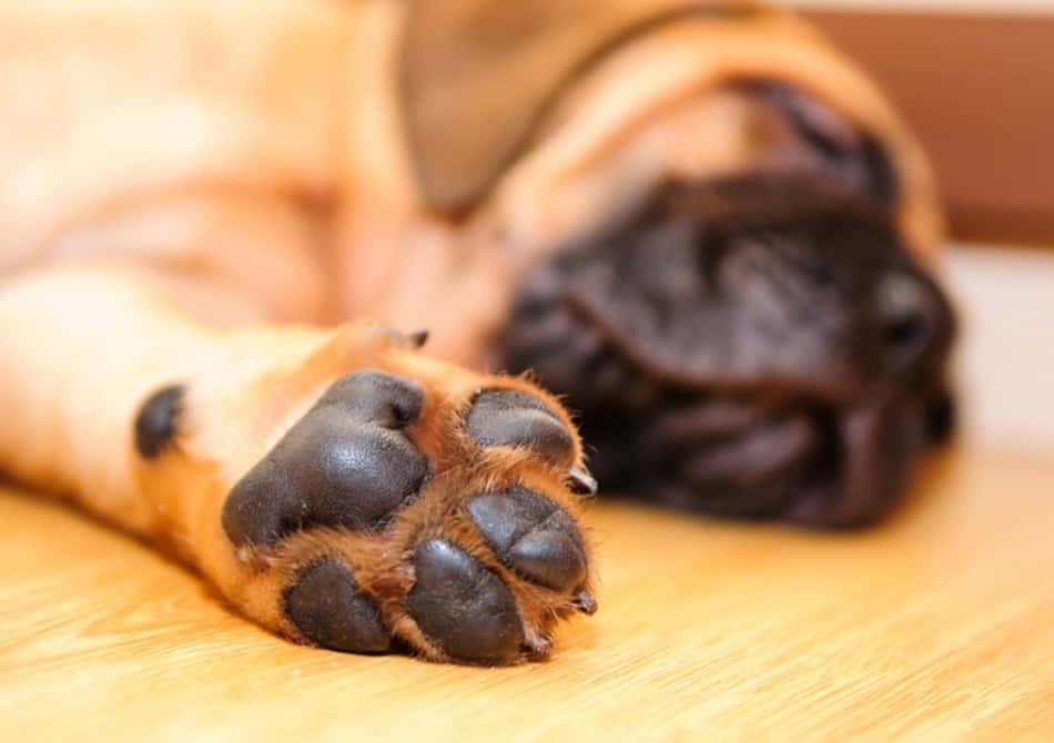 Enjoy the Soft Feelings of a Puppy's Paws