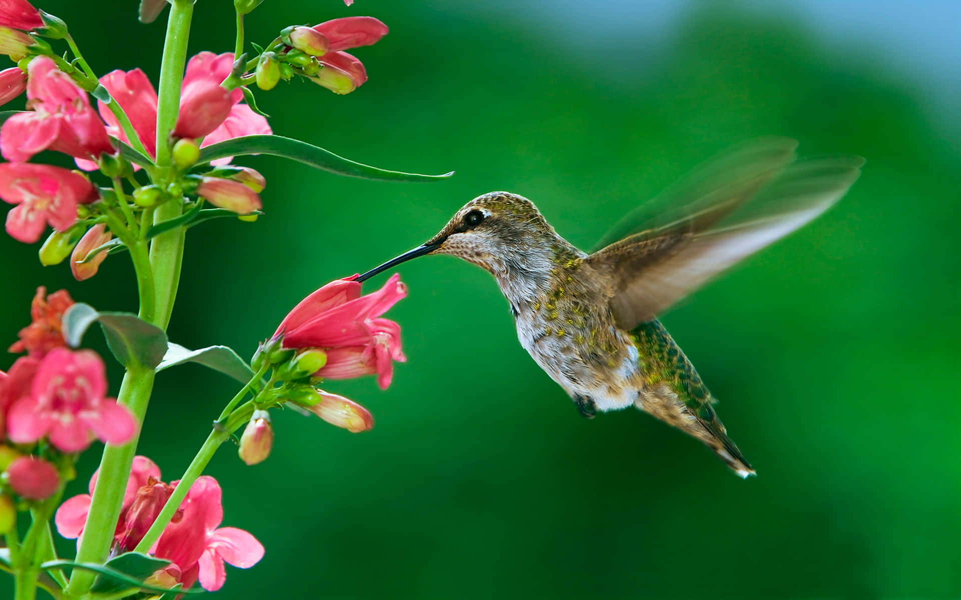 A Hummingbird Is Flying Over A Pink Flower