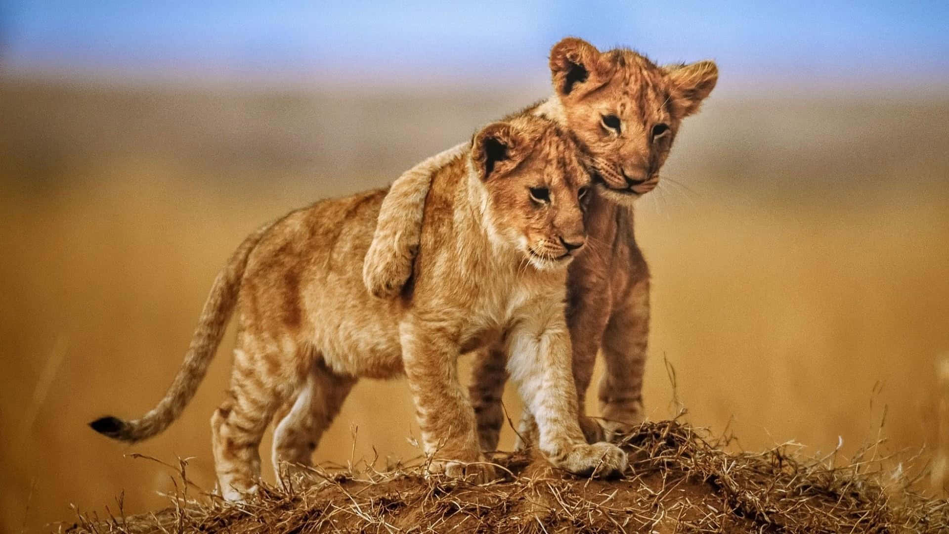 Two Lion Cubs Standing On Top Of A Hill