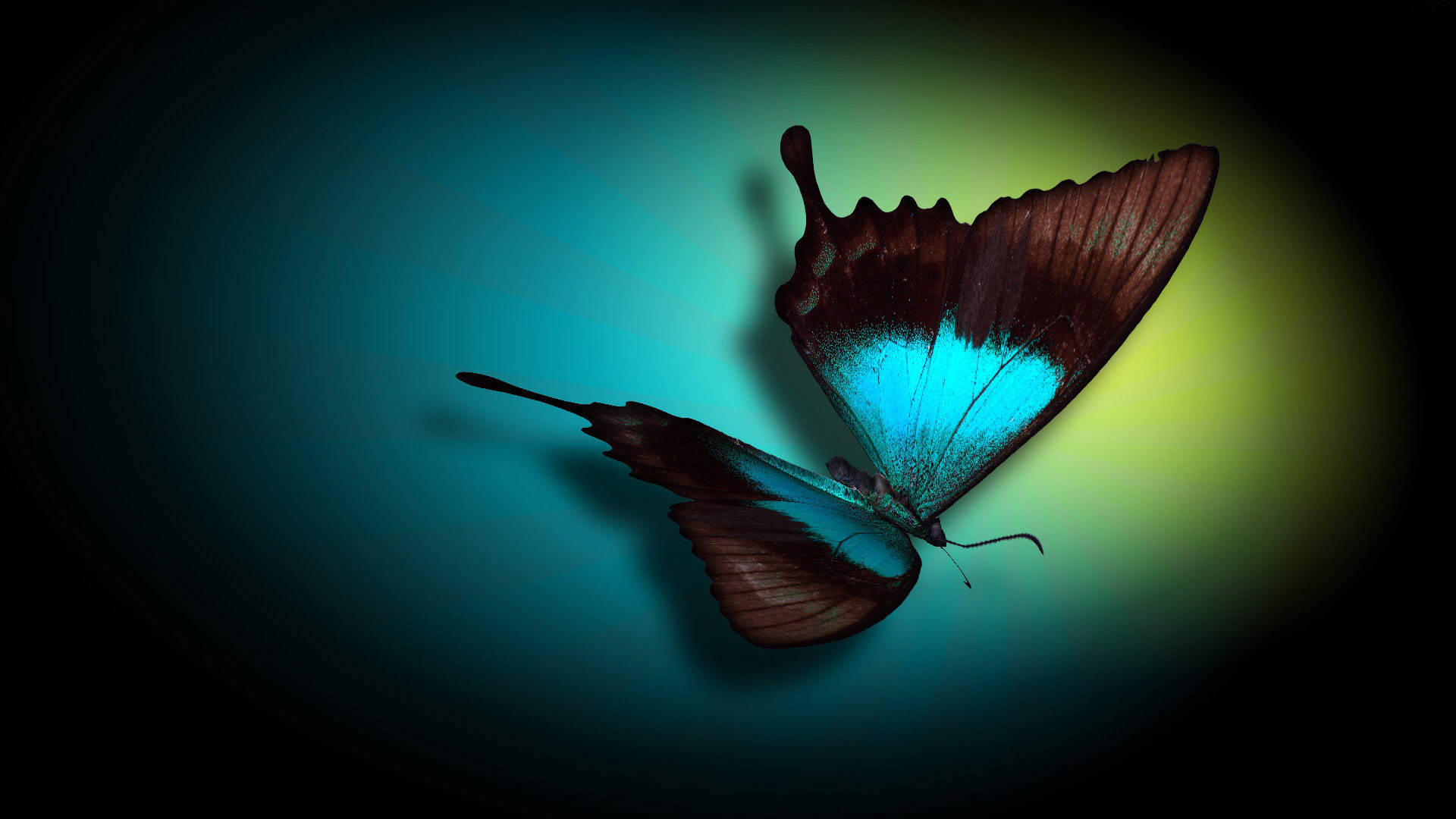 Dataskärmsbakgrundmed Fjärilar. Wallpaper
