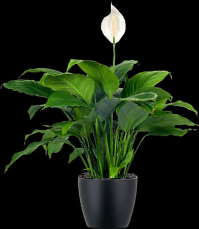 Peace Lily Plantin Black Pot PNG