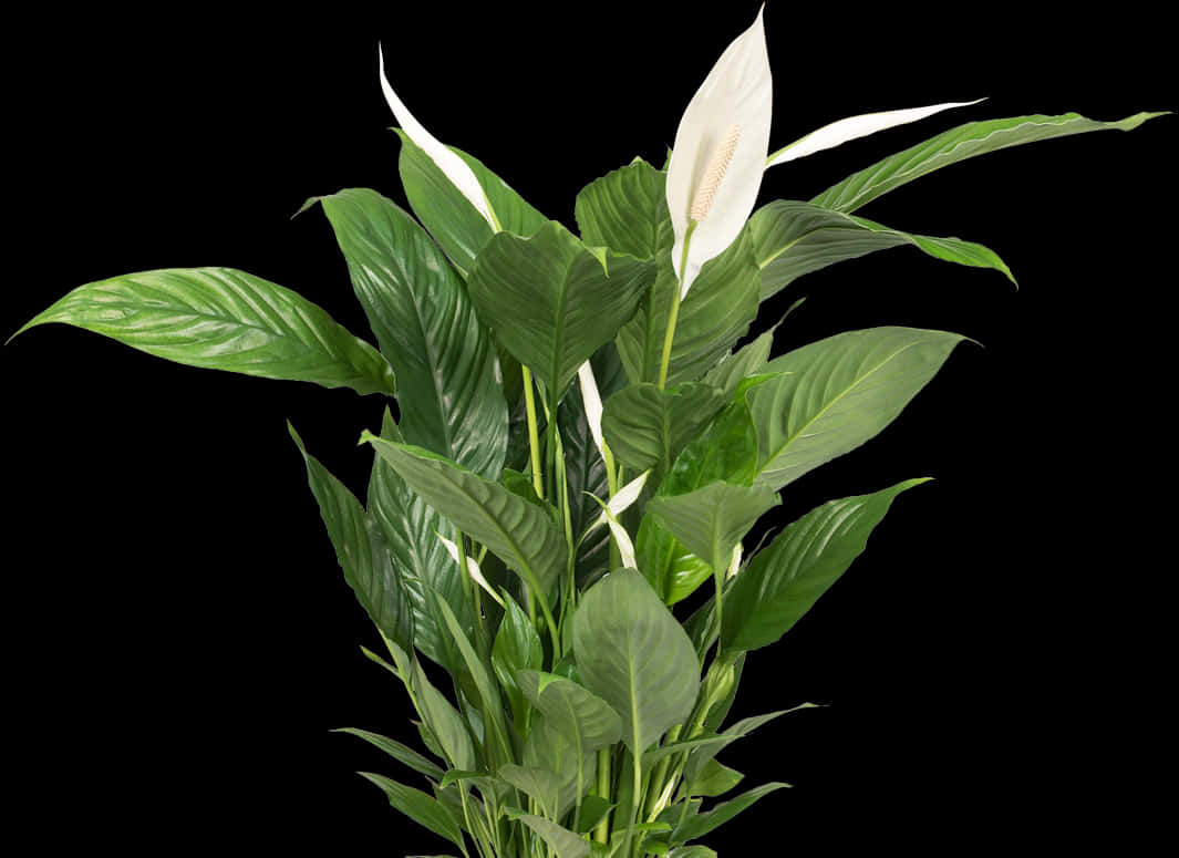 Peace Lily Planton Black Background PNG