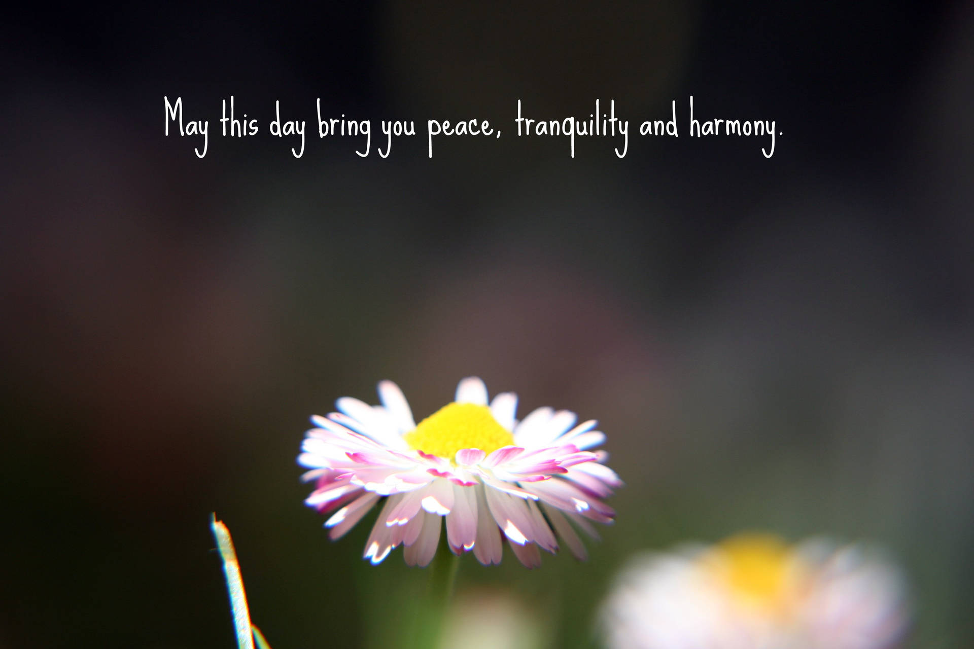 Peace Tranquility Harmony