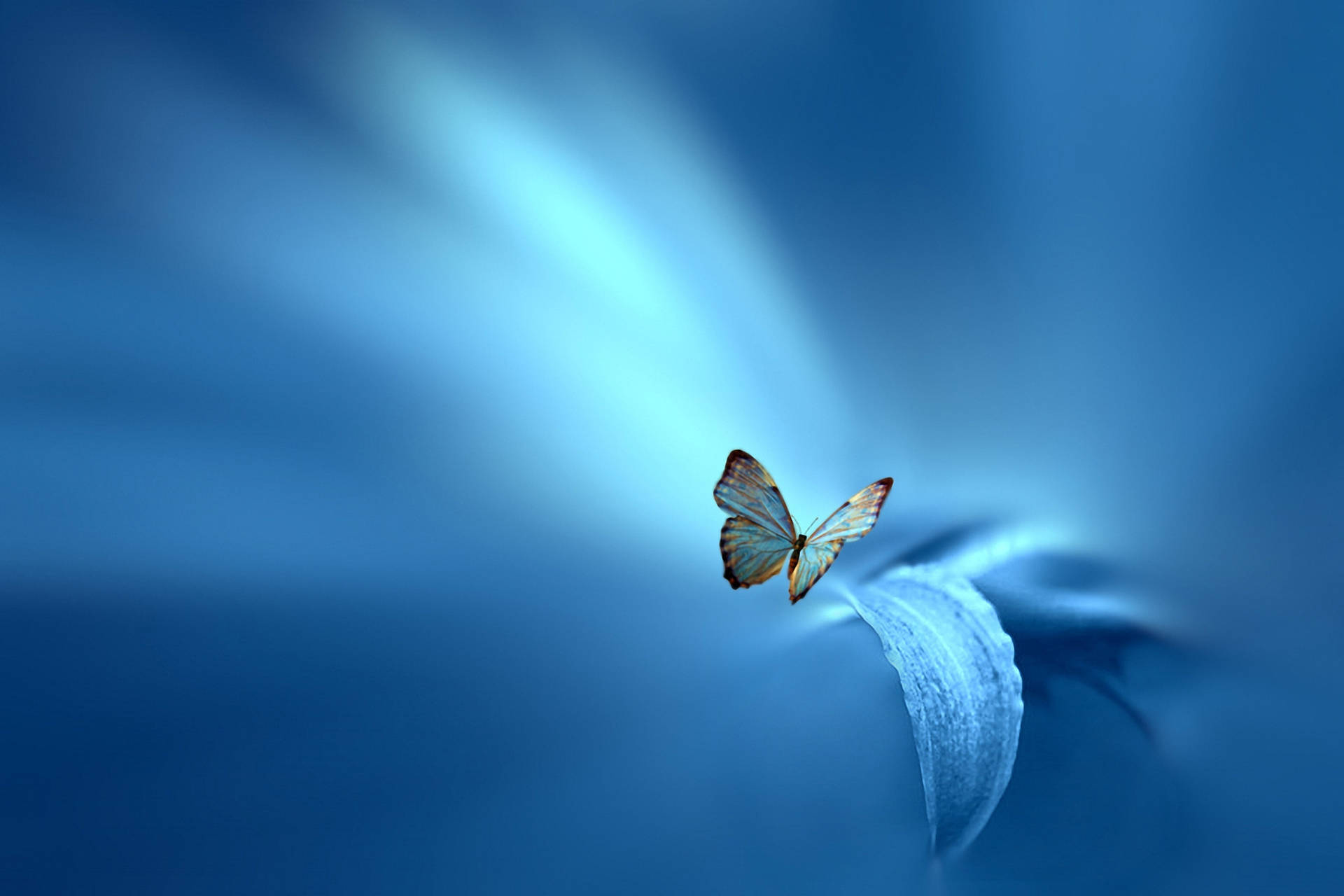 Peaceful Blue Butterfly Wallpaper