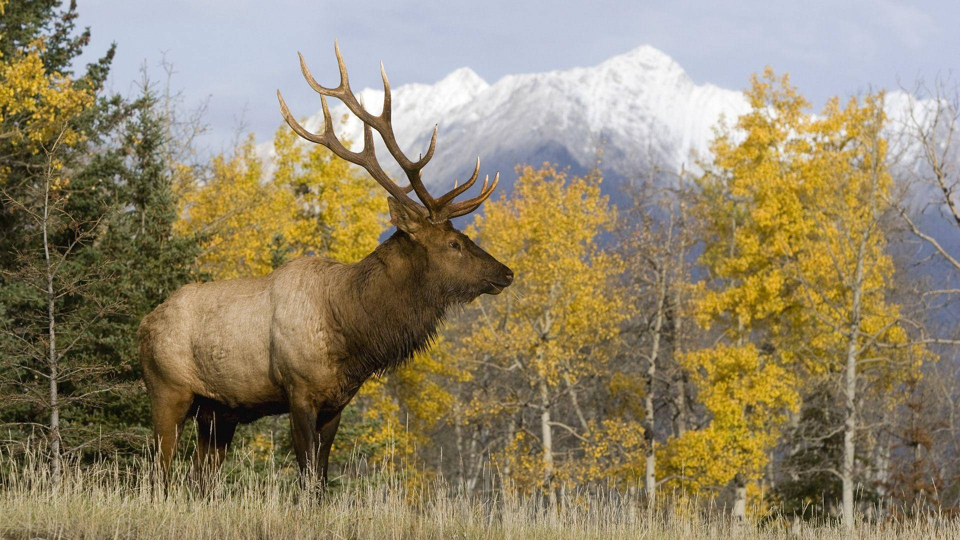Peaceful Elk Animal Wallpaper