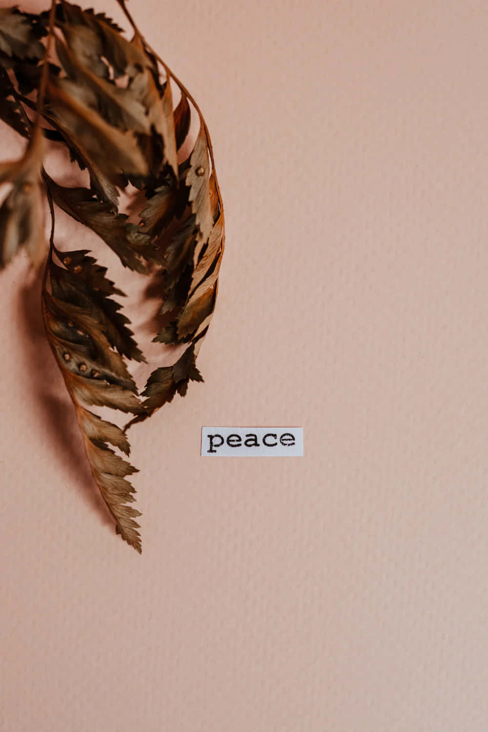 Peaceful Featherand Word Aesthetic Wallpaper