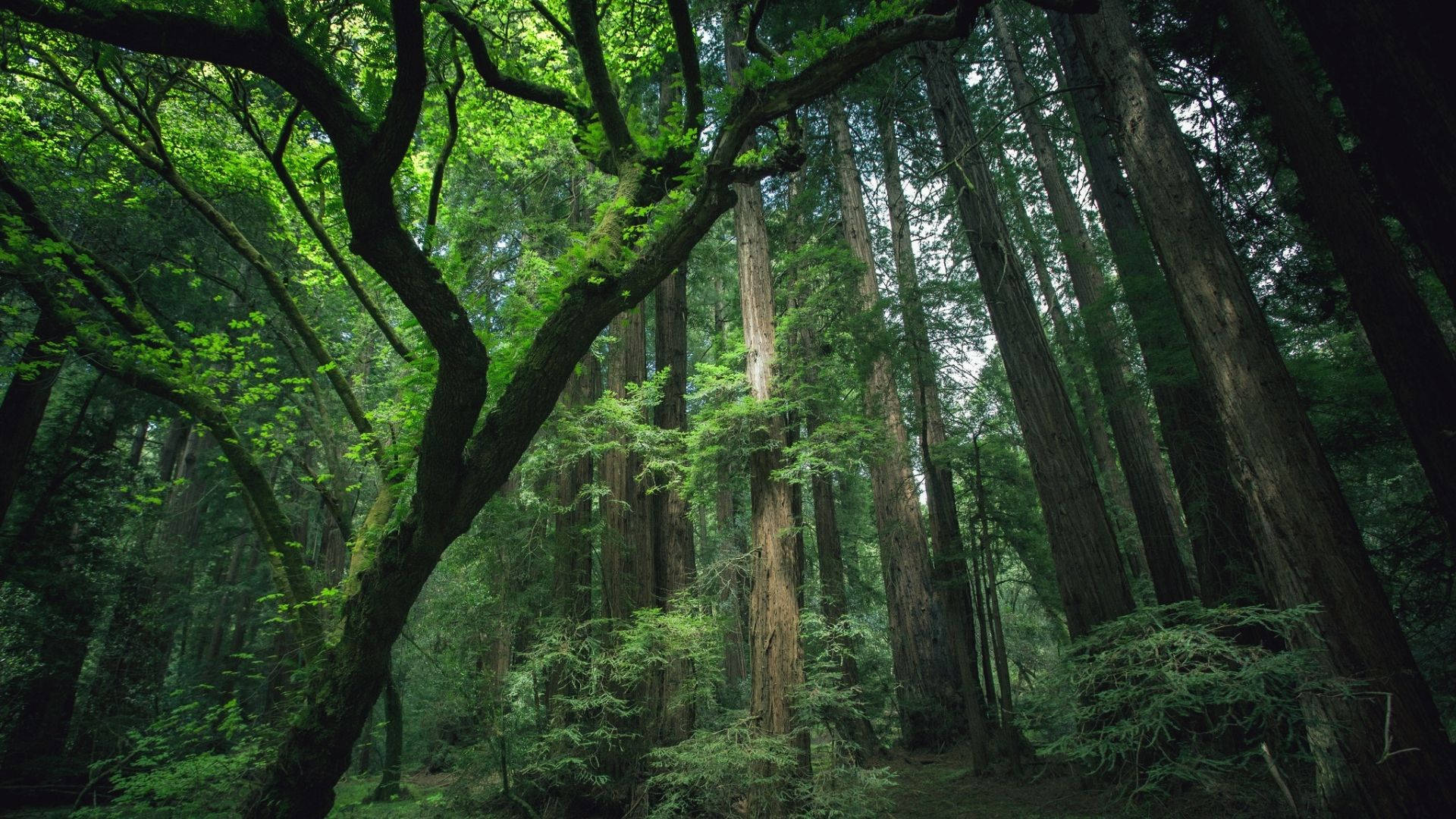 Peaceful Green Redwood Forest Wallpaper