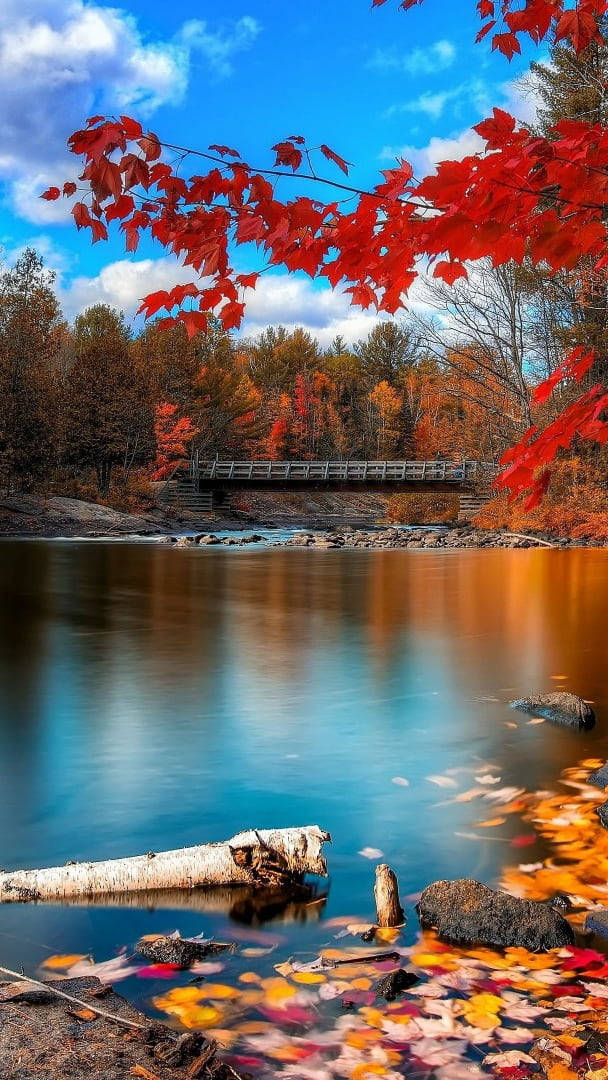 Peaceful Lake With Maples Leaves
