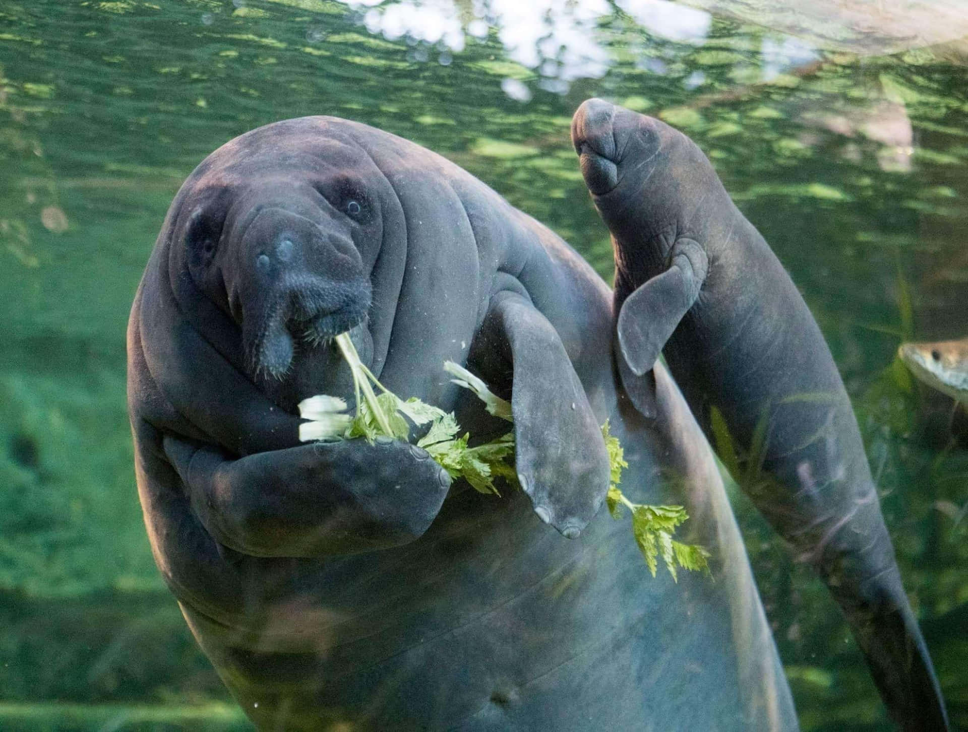 Peaceful Manatee In Natural Habitat Wallpaper