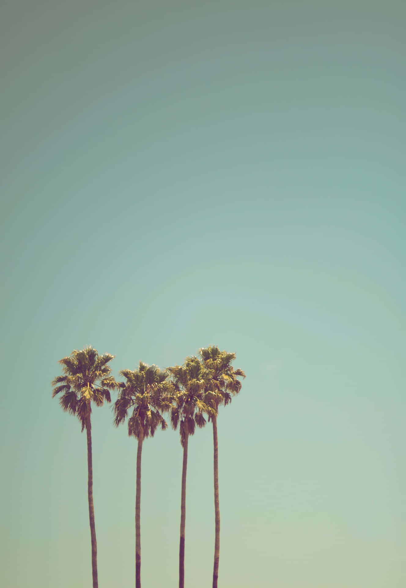 Peaceful Relaxing Palm Trees Wallpaper