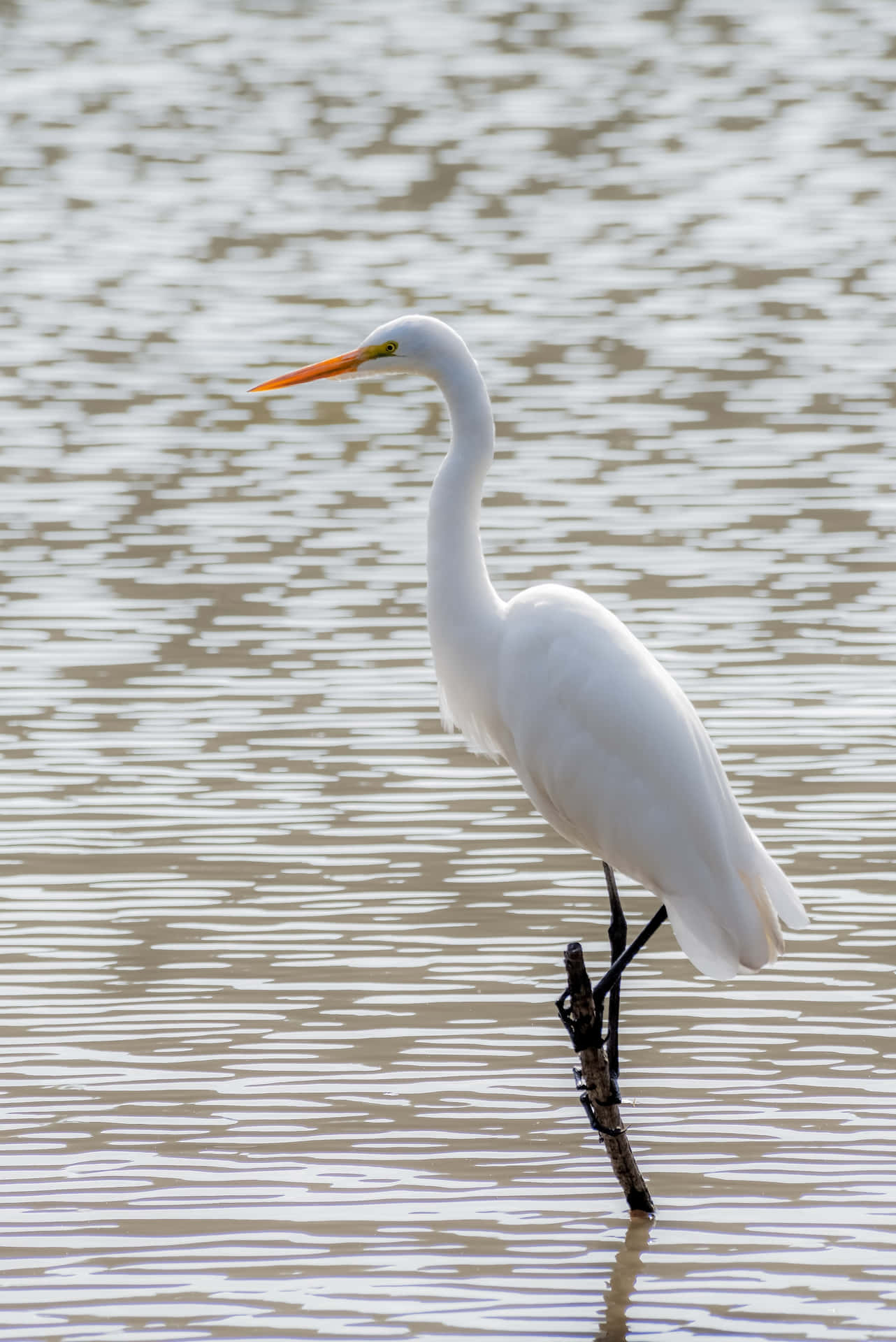 En Fridfull, Avslappnande Bild Av En Stor Egret, Perfekt Som Bakgrundsbild För Din Dator Eller Mobiltelefon. Wallpaper