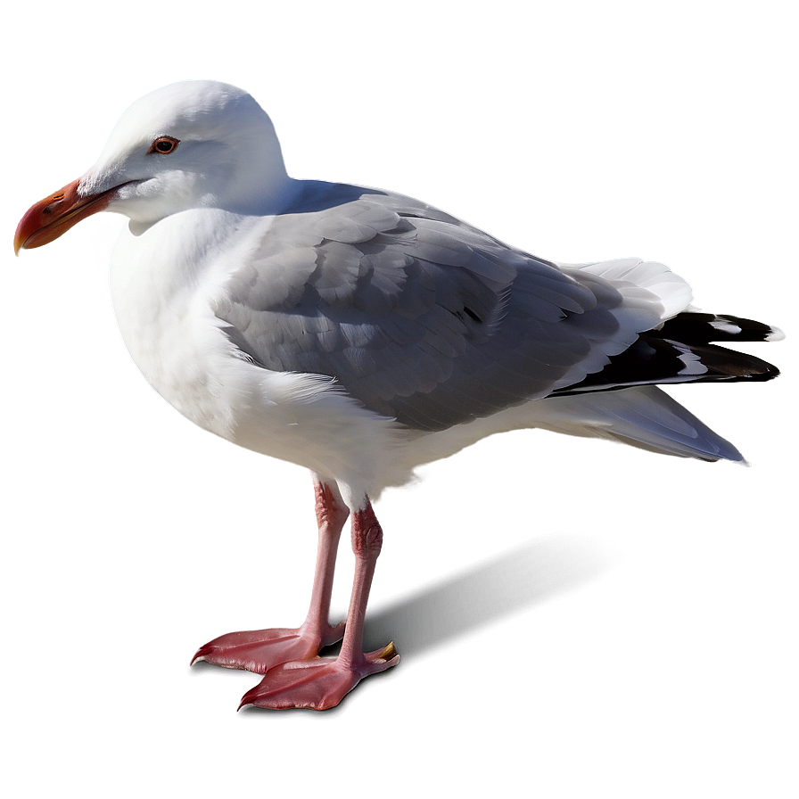 Peaceful Seagull Png 05242024 PNG