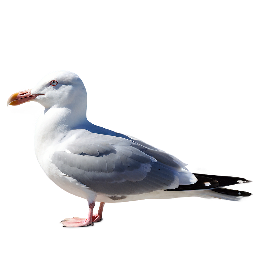 Peaceful Seagull Png Ief PNG