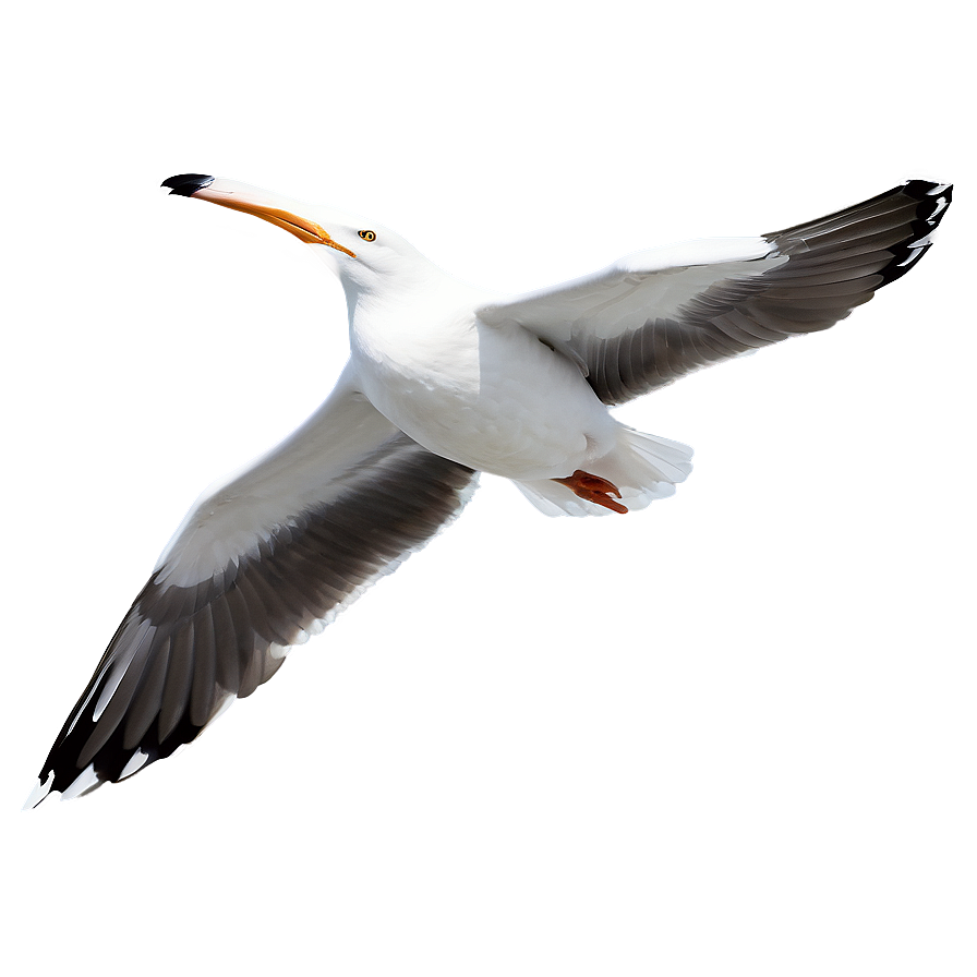 Peaceful Seagull Png Rxv PNG