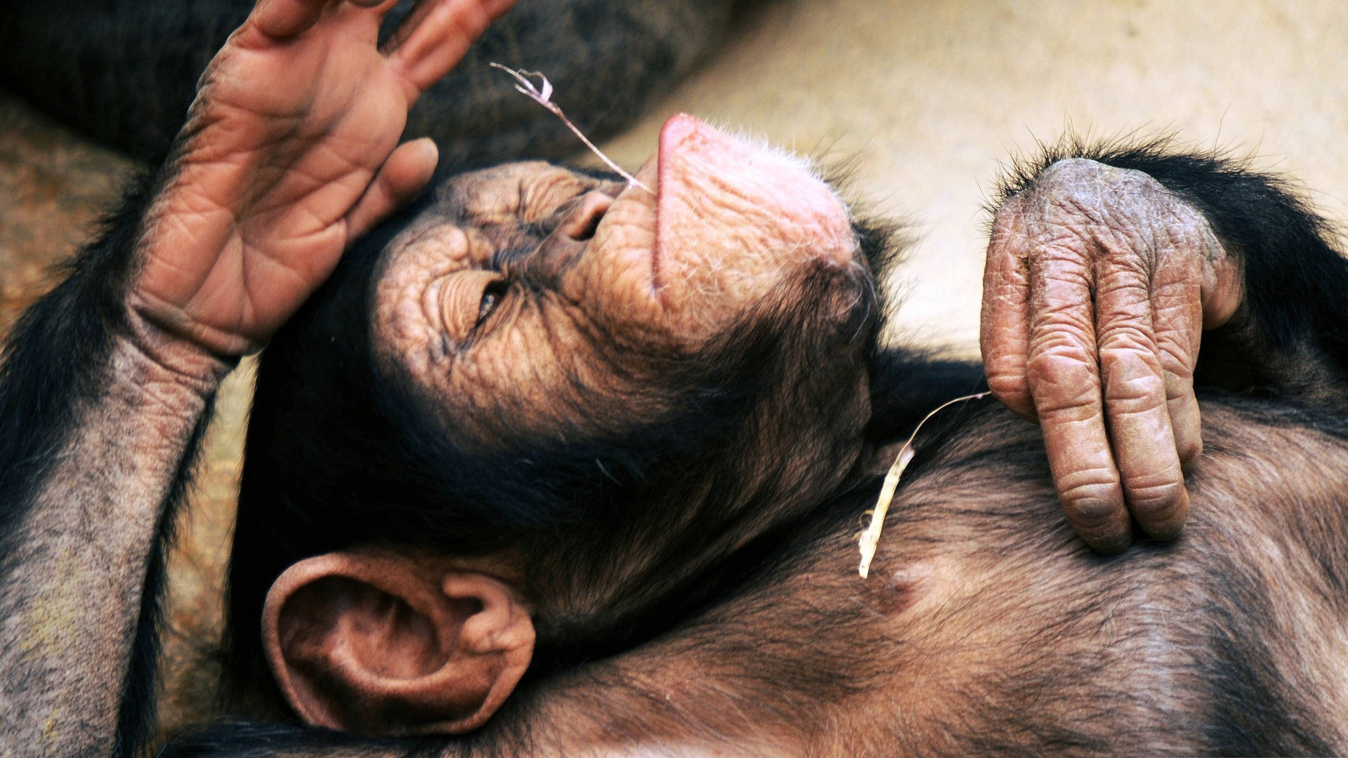Peaceful Sleeping Chimpanzee Wallpaper