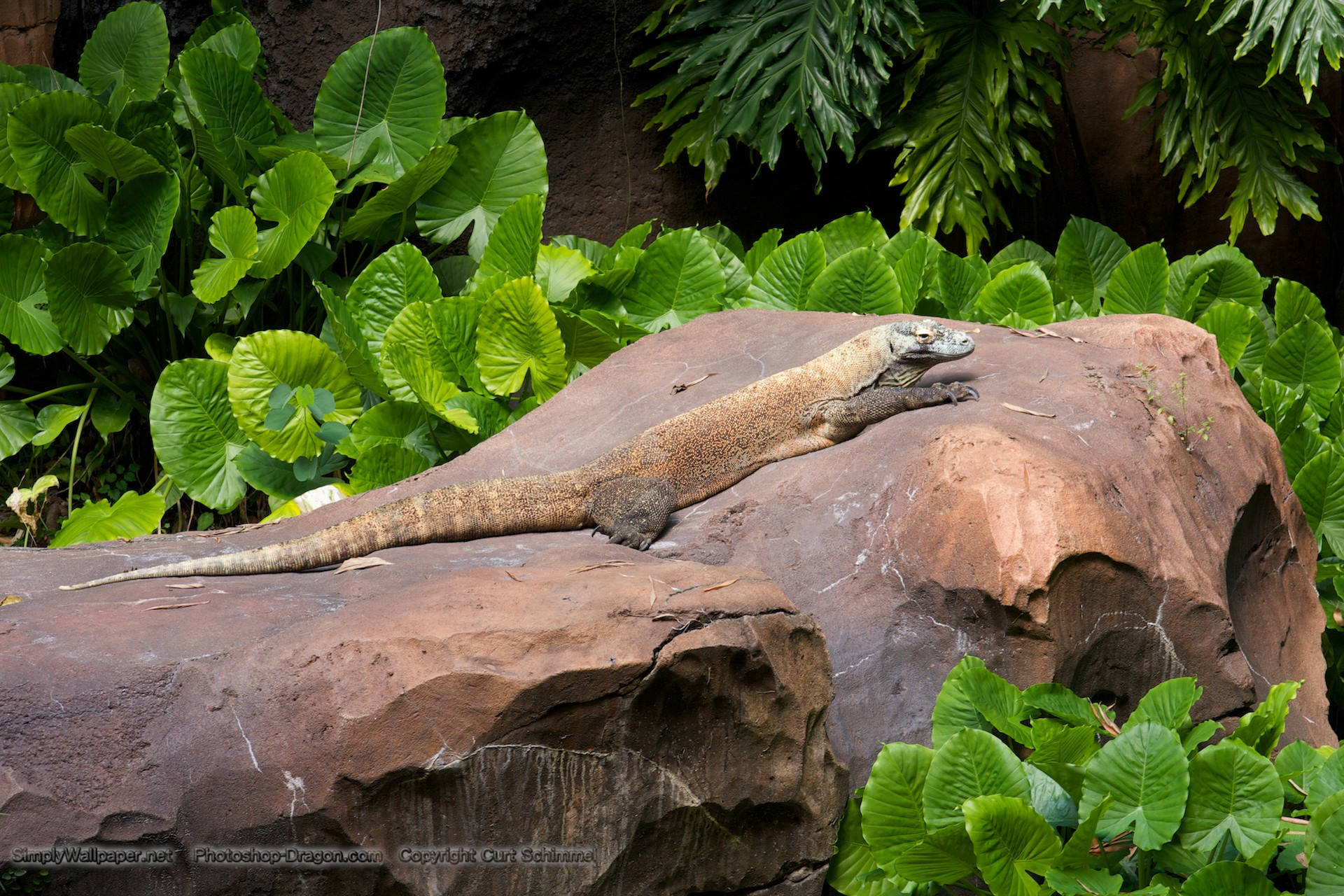 Peacefully Resting Brown Komodo Monitor Lizard Wallpaper