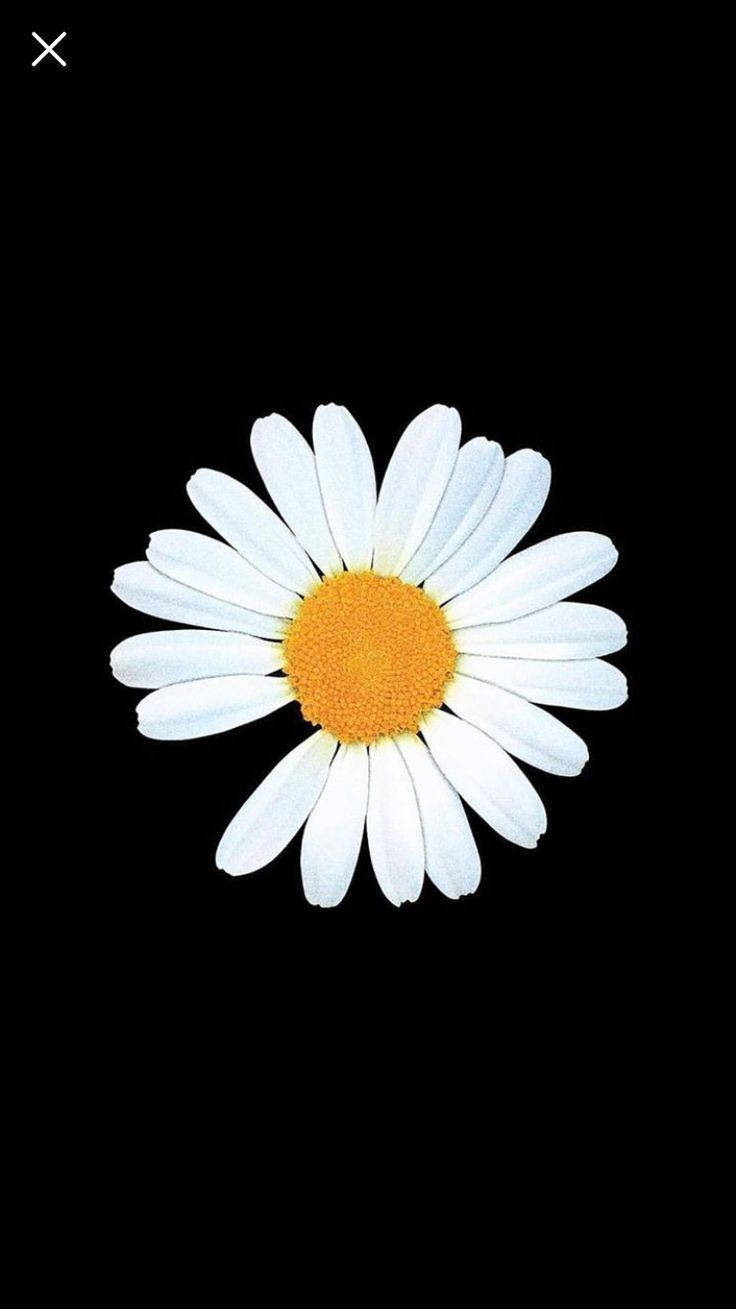 Peaceminusone Hvid Daisy Blomst Wallpaper