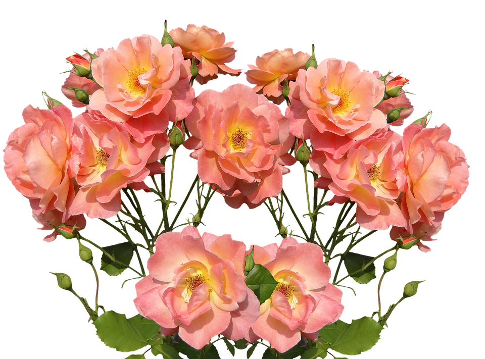 Peach Blush Rose Cluster PNG