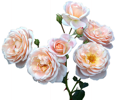 Peach Blush Roses Black Background PNG