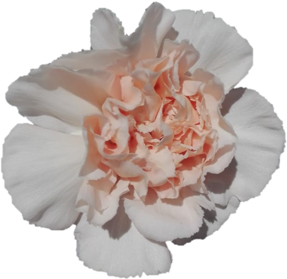 Peach Carnation Flower Bloom PNG