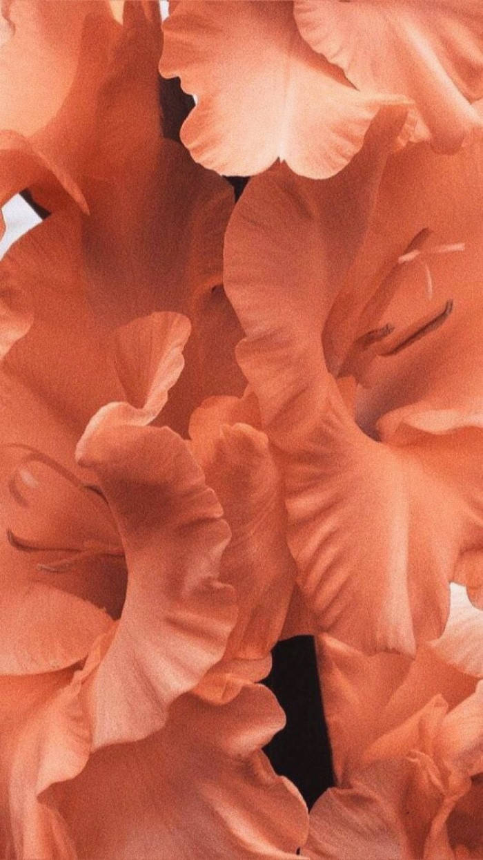 Peach Color Aesthetic Flower Petals Wallpaper