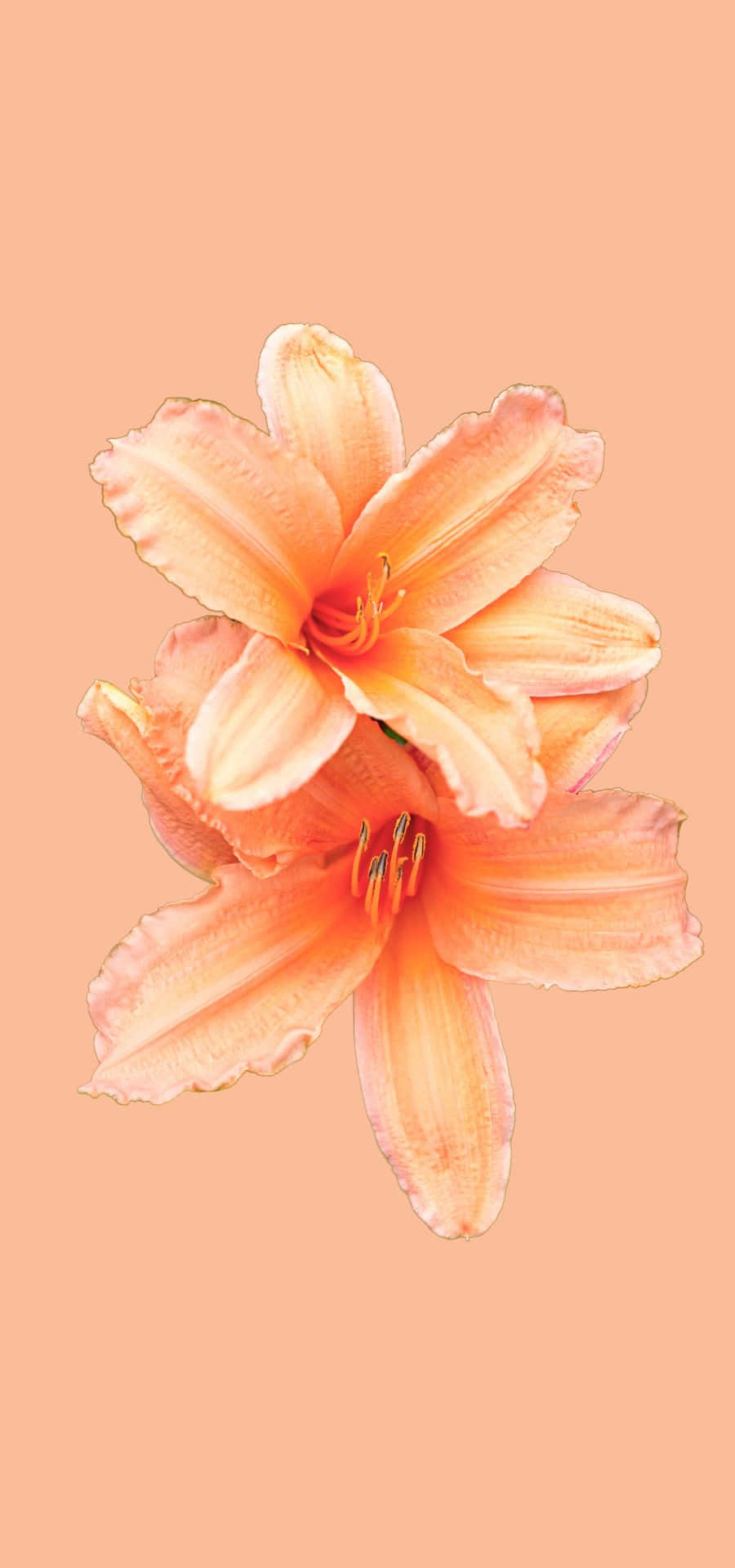 Enbild Av Två Orangea Blommor På En Persikofärgad Bakgrund.
