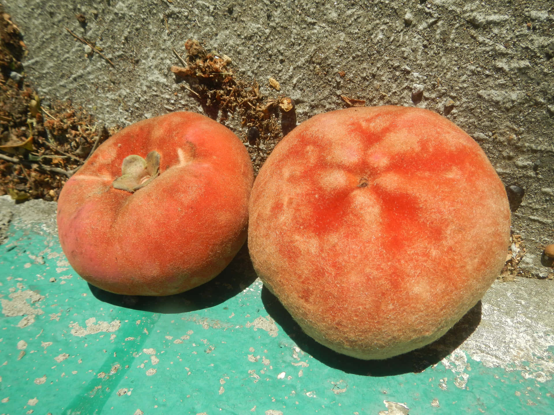 Peach Colored Diospyros Blancoi Or Velvet Apple Wallpaper