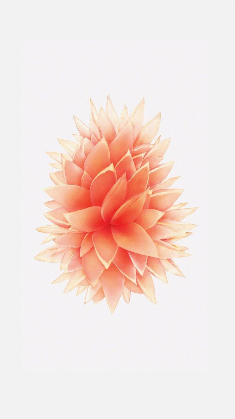Grab the 6 New iPhone SE 3 (2022) Wallpapers | OSXDaily
