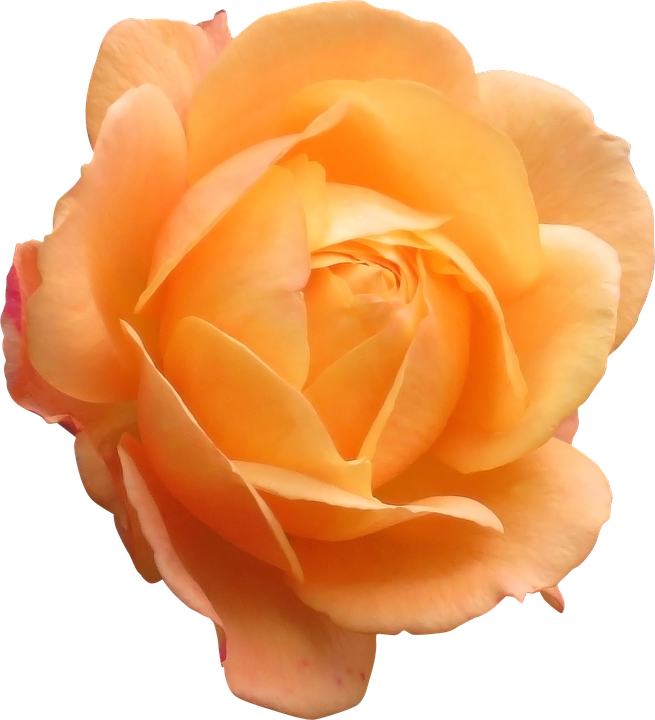 Peach Colored Rose Isolated.png PNG
