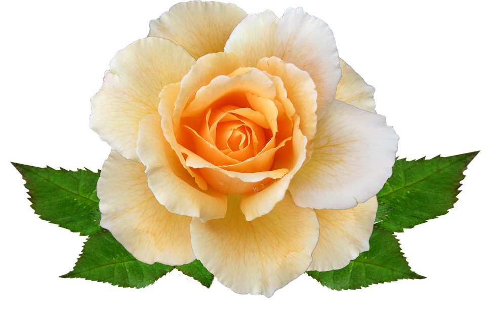 Peach Colored Rose Transparent Background.png PNG