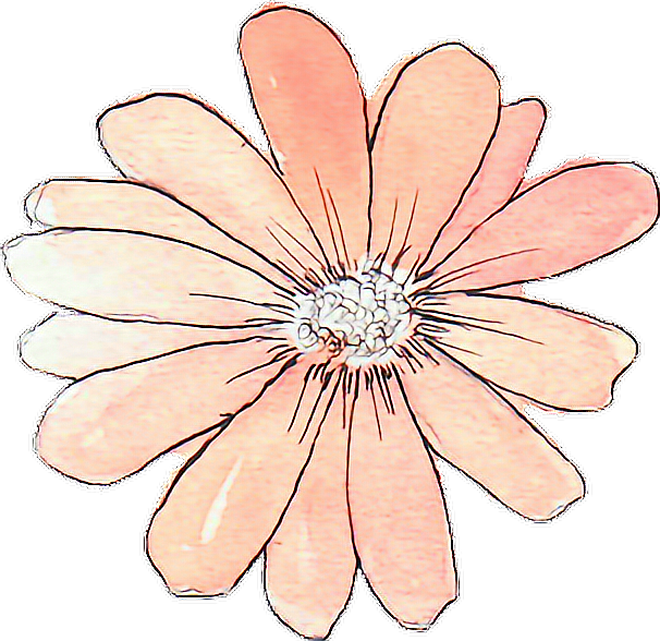 Peach Colored Sketch Flower.png PNG