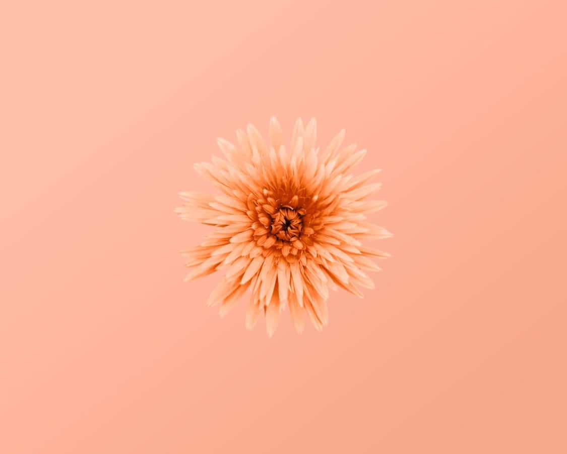 Blumenpfirsichfarbenes Bild