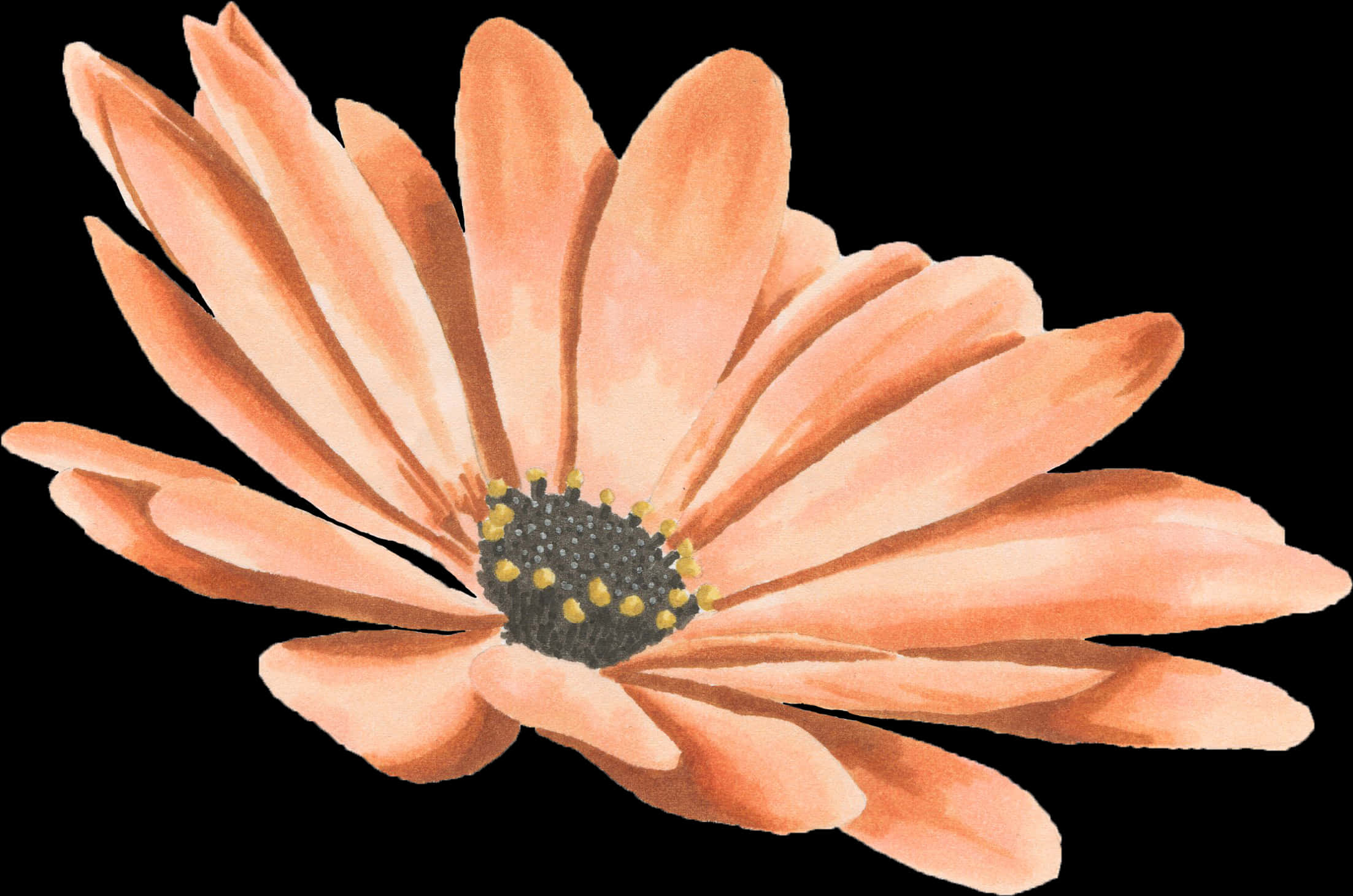 Peach Daisy Illustration PNG