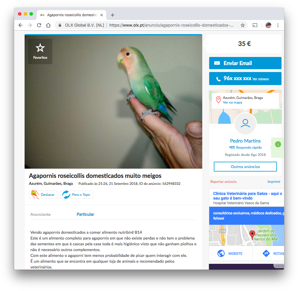 Peach Faced Budgie On Hand.jpg PNG