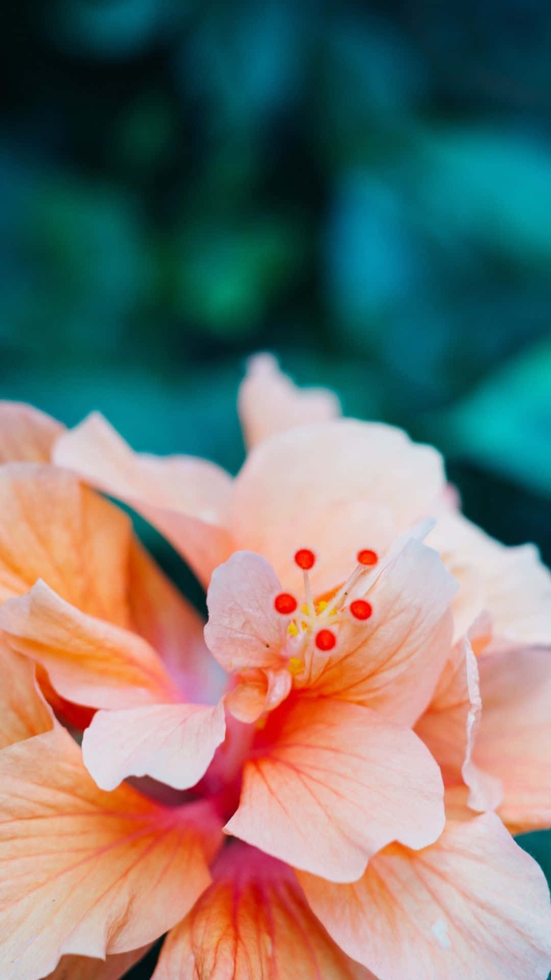 Peach Hibiscus Bloom Aesthetic.jpg Wallpaper
