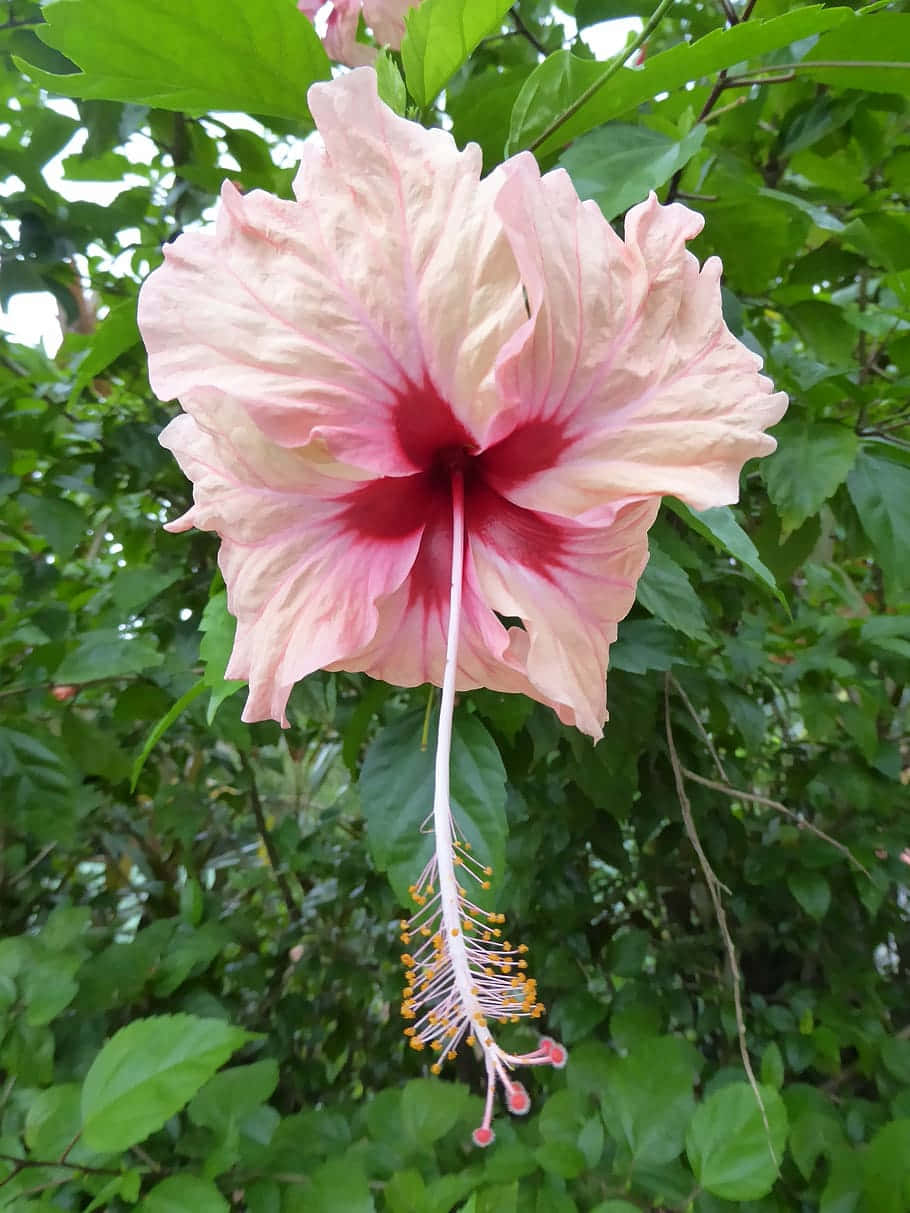 Peach Hibiscus Flower Picture