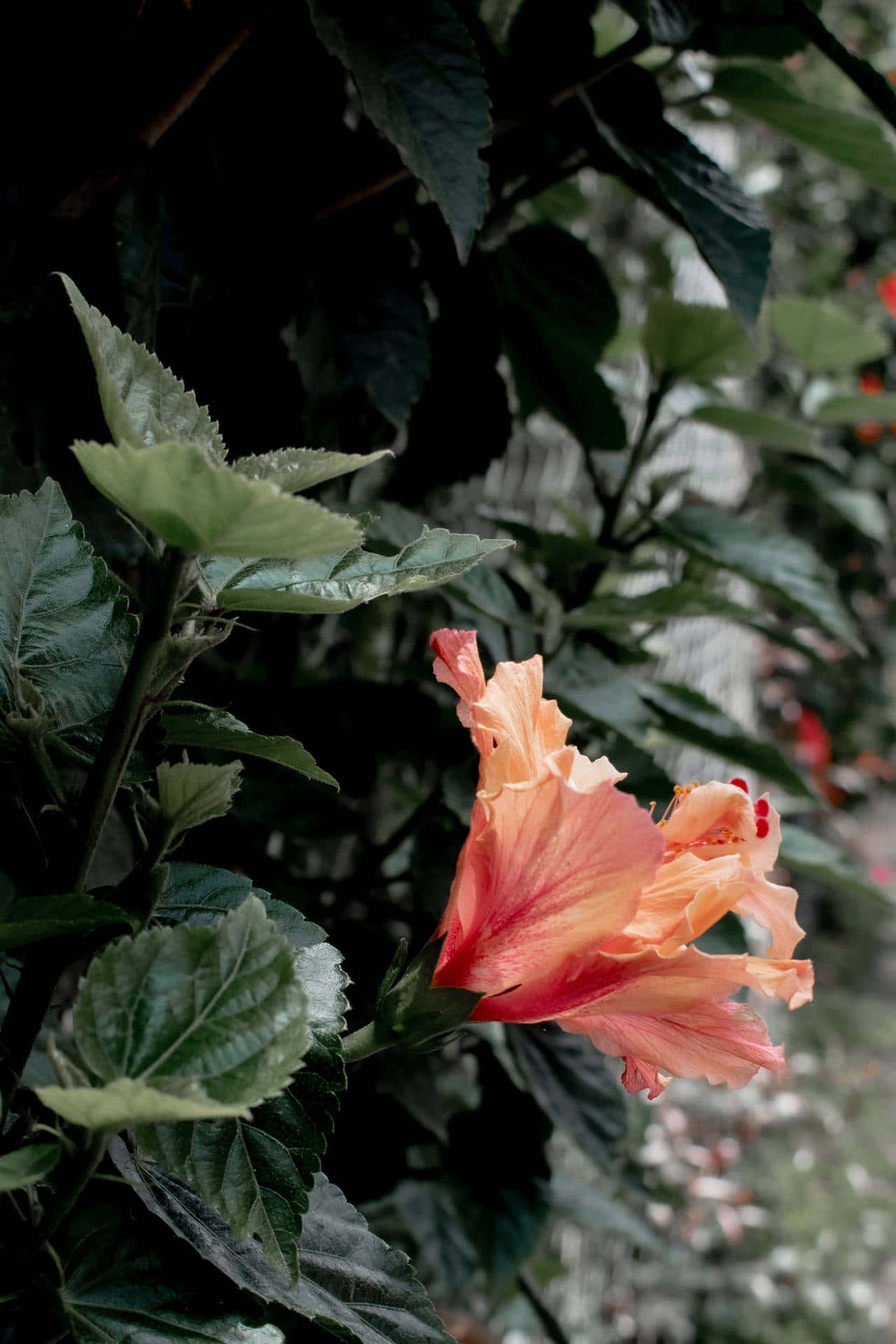 Perzikhibiscus In Groene Bladeren Achtergrond