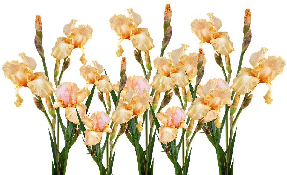 Peach Iris Bouquet Transparent Background PNG