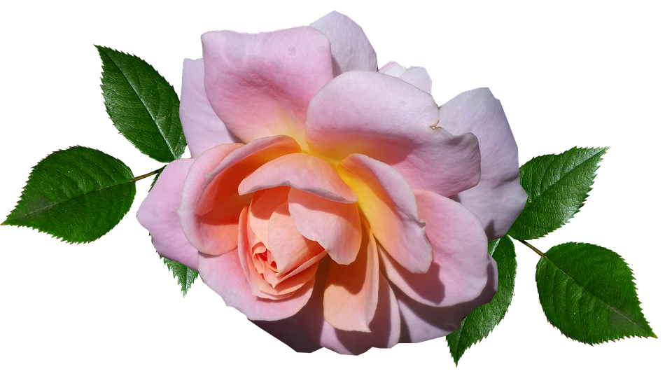 Download Peach Pink Rose Transparent Background | Wallpapers.com